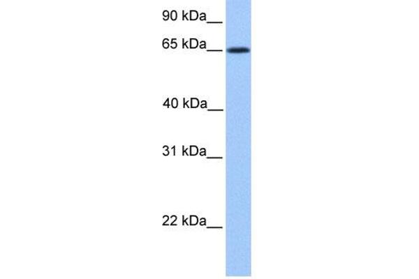 ZNF837 antibody  (N-Term)