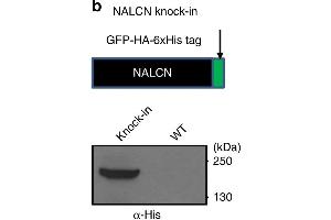 A knock-in mouse line with NALCN tagged with GFP, HA, and His tags (NALCN-GFP-HA-His mice).
