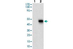 Western blot analysis of Lane 1: Negative control [HEK293 cell lysate]; Lane 2: Over-expression lysate [PLA2G12A (AA: 21-189)-hIgGFc transfected HEK293 cells] with PLA2G12A monoclonal antibody, clone 3H2C11  at 1:500-1:2000 dilution. (PLA2G12A antibody  (AA 21-189))