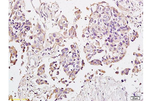 VIPR1 antibody  (AA 351-457)