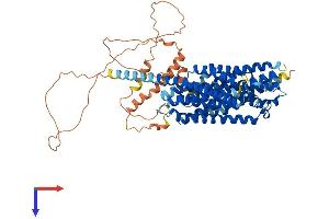 SLC20A2 Protein (AA 1-656) (His tag)