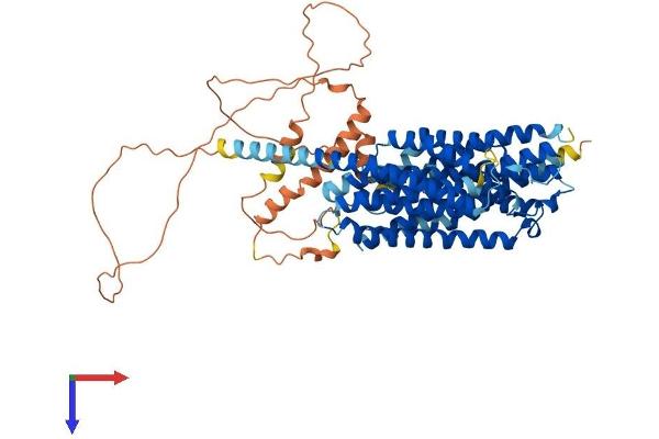 SLC20A2 Protein (AA 1-656) (His tag)