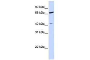 Image no. 1 for anti-Zinc Finger Protein 334 (ZNF334) (N-Term) antibody (ABIN6741420)