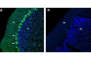 Free-floating frozen brain sections from a paraformaldehyde-perfused mouse were incubated with Anti-GlyT1 (SLC6A9) (extracellular) Antibody (ABIN7043261, 1:300), followed by goat anti-rabbit secondary antibody conjugated to Alexa Fluor® 488 (green).