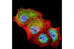 Immunofluorescence analysis of Hela cells using CD307E mouse mAb (green). (FCRL5 antibody  (AA 16-158))