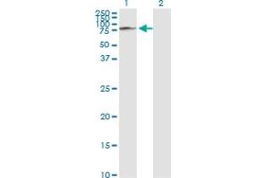 Western Blot analysis of GLB1 expression in transfected 293T cell line by GLB1 monoclonal antibody (M01), clone 6E7. (GLB1 antibody  (AA 578-677))