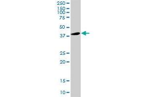 GFAP MaxPab rabbit polyclonal antibody. (GFAP antibody  (AA 1-432))