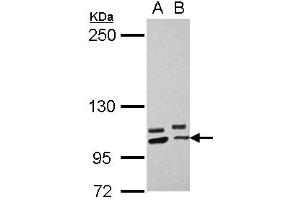 Western Blotting (WB) image for anti-Protocadherin alpha 10 (PCDHA10) (N-Term) antibody (ABIN1494059) (PCDHA10 antibody  (N-Term))