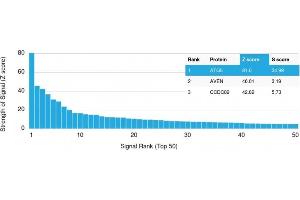 Analysis of Protein Array containing more than 19,000 full-length human proteins using ATG5 Mouse Monoclonal Antibody (ATG5/2101). (ATG5 antibody  (AA 1-119))