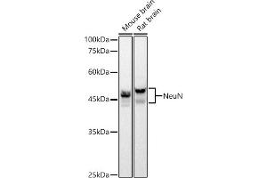 Western blot analysis of extracts of various cell lines, using NeuN Rabbit mAb antibody (ABIN7270098) at 1:1000 dilution. (NeuN antibody)