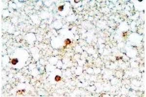 Human brain tissue was stained by Rabbit Anti-Neuropeptide S (1-10) Antibody (NPS antibody  (AA 1-10))