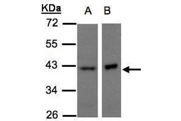 NDUFA10 antibody  (Center)