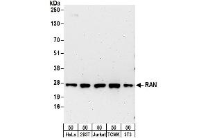 Western Blotting (WB) image for anti-RAN, Member RAS Oncogene Family (RAN) (AA 175-225) antibody (ABIN7453926)