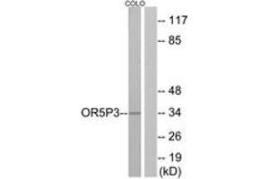 Western blot analysis of extracts from COLO cells, using OR5P3 Antibody. (OR5P3 antibody  (AA 55-104))