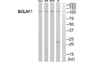Western blot analysis of extracts from 293 cells, Jurkat cells and A549 cells, using BCLAF1 antibody. (BCLAF1 antibody)