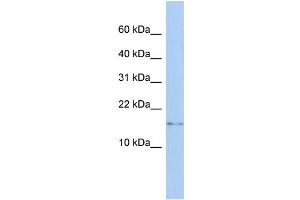 WB Suggested Anti-CISD2 Antibody Titration:  0. (CISD2 antibody  (N-Term))