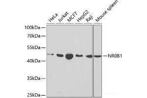 Western blot analysis of extracts of various cell lines using NR0B1 Polyclonal Antibody at dilution of 1:1000. (NR0B1 antibody)