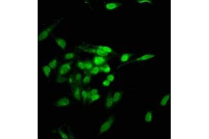 Immunofluorescence staining of Hela cells with ABIN7142118 at 1:100, counter-stained with DAPI. (TNKS1BP1 antibody  (AA 271-375))