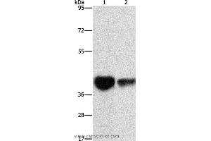 Western blot analysis of Mouse brain tissue and NIH/3T3 cell, using IDH3G Polyclonal Antibody at dilution of 1:350