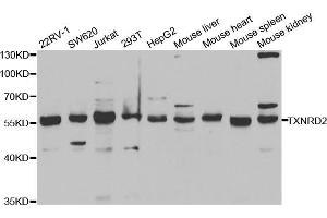 Western blot analysis of extracts of various cell lines, using TXNRD2 antibody (ABIN5973200) at 1/1000 dilution. (TXNRD2 antibody)