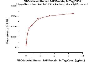 Immobilized Monoclonal Anti-FAP (FAP5) Antibody, Mouse IgG2a  at 1 μg/mL (100 μL/well) can bind Fed Human FAP Protein, Fc Tag (ABIN6973050) with a linear range of 0. (FAP Protein (AA 26-760) (Fc Tag,FITC))