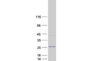 Validation with Western Blot (NPM3 Protein (Myc-DYKDDDDK Tag))