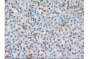 Immunohistochemical staining of paraffin-embedded colon tissue using anti-BSG mouse monoclonal antibody. (CD147 antibody)