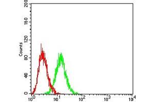 Flow cytometric analysis of HL-60 cells using CD361 mouse mAb (green) and negative control (red). (EVI2B antibody  (AA 22-202))