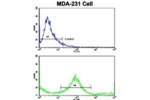 Flow Cytometry (FACS) image for anti-Keratin 4 (KRT4) antibody (ABIN3002775) (KRT4 antibody)