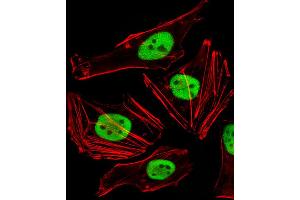 Fluorescent image of Hela cells stained with FAM50A Antibody .
