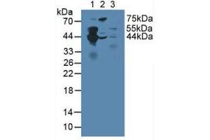 Figure. (Septin 5 antibody  (AA 77-323))