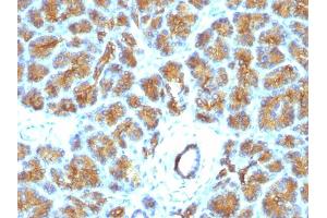 Immunohistochemistry (IHC) image for anti-Milk Fat Globule-EGF Factor 8 Protein (MFGE8) antibody (ABIN6940035)
