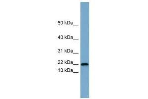 PRR13 antibody used at 1 ug/ml to detect target protein.