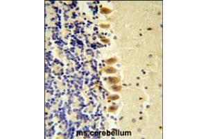STK40 Antibody ( C-term ) IHC analysis in formalin fixed and paraffin embedded mouse brain tissue followed by peroxidase conjugation of the secondary antibody and DAB staining. (STK40 antibody  (C-Term))