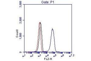 anti-Breakpoint Cluster Region (BCR) (AA 50-100) antibody