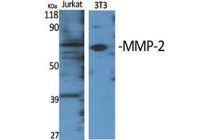 Western Blot (WB) analysis of specific cells using MMP-2 Polyclonal Antibody.