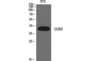 Western Blot (WB) analysis of NIH-3T3 cells using CD192 Polyclonal Antibody. (CCR2 antibody  (Internal Region))