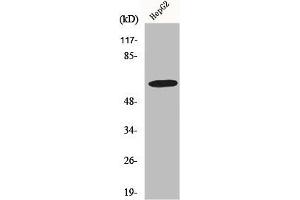 Western Blot analysis of HepG2 cells using GABAA Rα4 Polyclonal Antibody