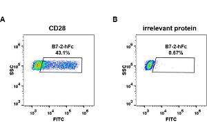 CD86 (CD86) (AA 26-247) protein (Fc Tag)