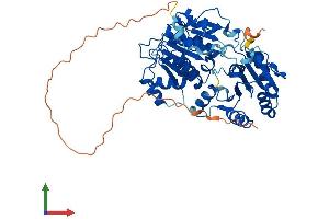 AlphaFold protein structure predicition of Mouse Recombinant Ddx6 Protein, UniprotID P54823 (DDX6 Protein (AA 1-483) (His tag))