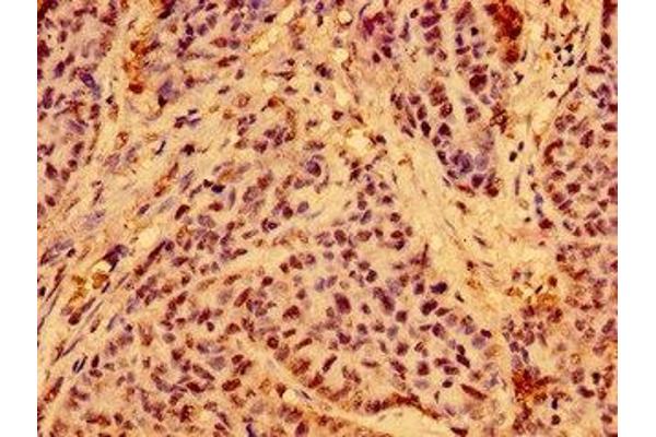 C19ORF12 antibody  (AA 65-104)
