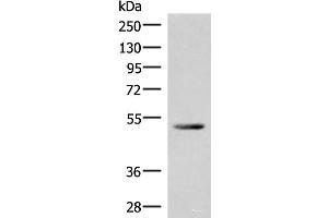 Western blot analysis of Mouse heart tissue lysate using IRX4 Polyclonal Antibody at dilution of 1:400 (IRX4 antibody)