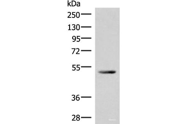 IRX4 anticorps