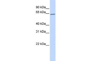 WB Suggested Anti-RORA Antibody Titration:  0. (RORA antibody  (N-Term))