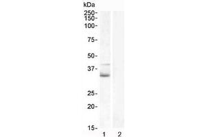 Western blot testing of human 1) Jurkat lysate and 2) U937 (negative control) lysate with WNT4 antibody at 1ug/ml. (WNT4 antibody)