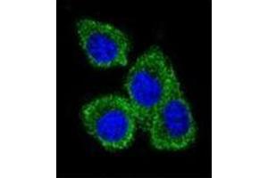 Confocal immunofluorescent analysis of PIP / GCDFP15 Antibody (C-term) Cat. (PIP antibody  (C-Term))