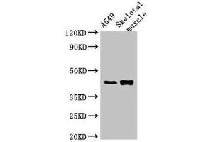 Western Blot Positive WB detected in: A549 whole cell lysate, Mouse skeletal muscle tissue All lanes: PPM1K antibody at 2. (PPM1K antibody  (AA 30-372))
