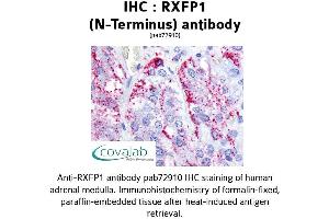 Image no. 1 for anti-Relaxin/insulin-Like Family Peptide Receptor 1 (RXFP1) (Extracellular Domain), (N-Term) antibody (ABIN1738982) (RXFP1 antibody  (Extracellular Domain, N-Term))