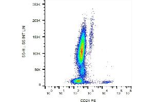 Flow cytometry analysis (surface staining) of human peripheral blood leukocytes with anti-CD21 (LT21) PE. (CD21 antibody  (PE))
