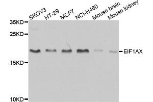 Western blot analysis of extracts of various cell lines, using EIF1AX antibody (ABIN5973507) at 1/1000 dilution. (EIF1AX antibody)